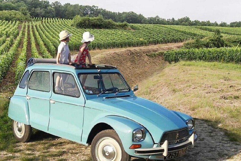 A vintage blue car parked on a dirt path in a vineyard. 1