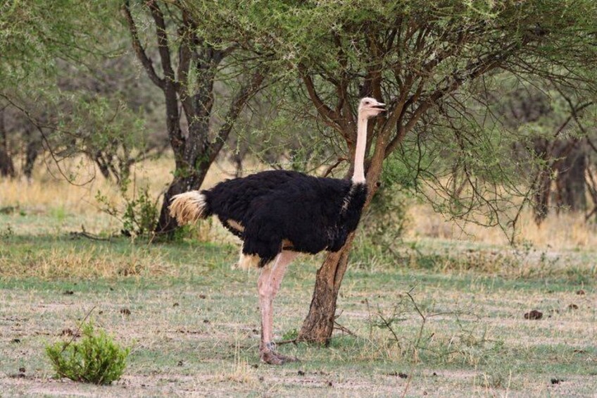 An ostrich standing in a grassy field with trees in the background. 3
