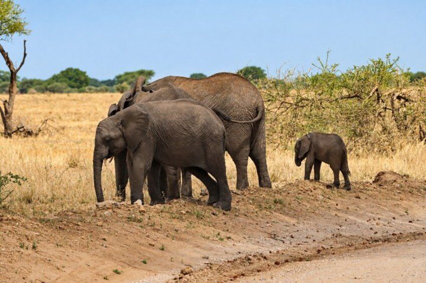 A group of elephants on a dirt path in a dry grassland with sparse trees. 1