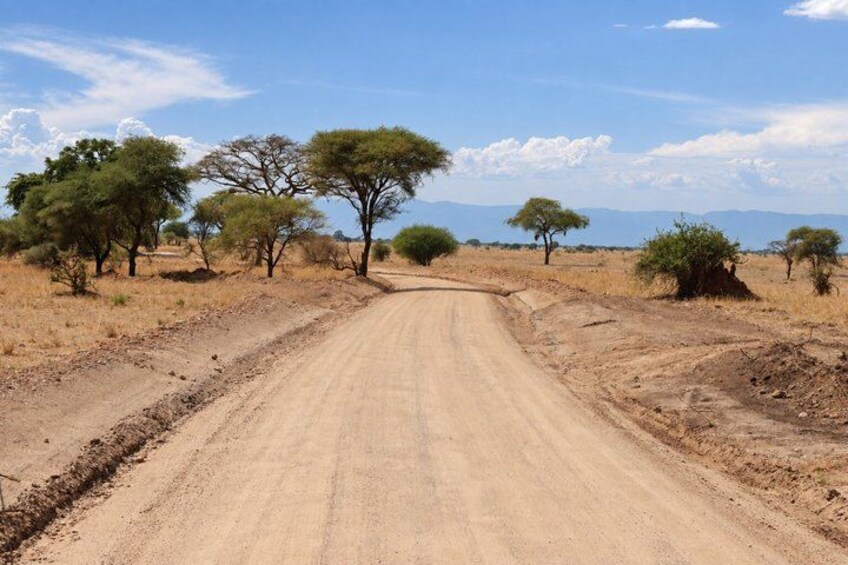 A dirt road in a savanna landscape with sparse trees and distant mountains. 5