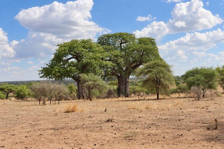 A savanna landscape with a prominent acacia tree, dry grassland, and a clear sky. 4