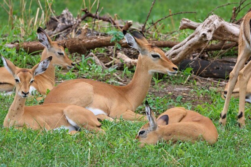A group of antelopes resting in a grassy field with fallen logs in the background. 2