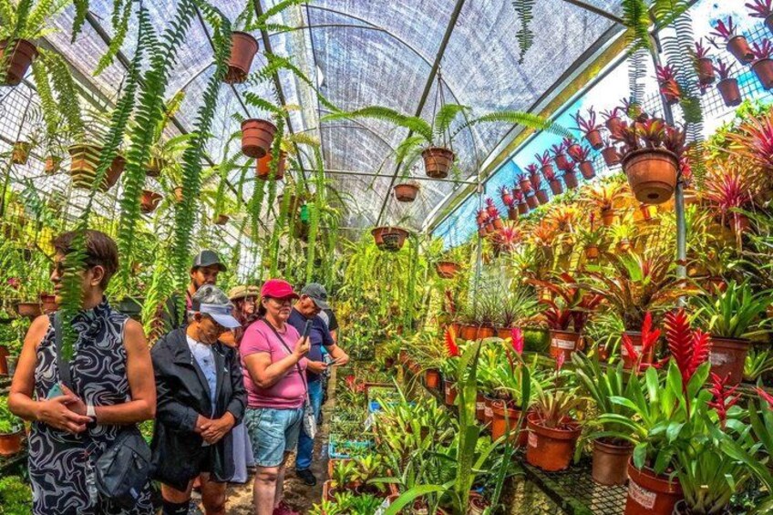 A greenhouse filled with various potted plants and people observing them. 4