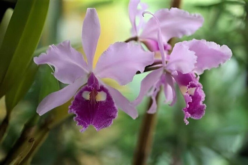 A purple orchid with a yellow center, surrounded by green foliage. 3