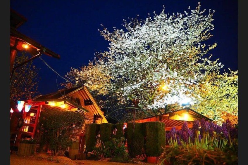 A traditional Japanese building at night with illuminated cherry blossoms and a well-lit garden. 3
