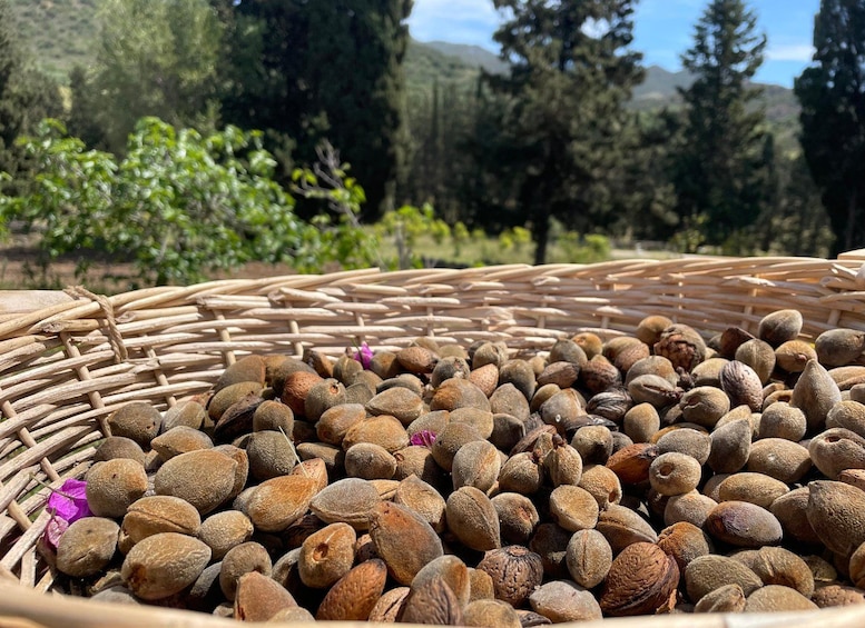 A wicker basket filled with nuts, set against a backdrop of trees and a clear sky. 1