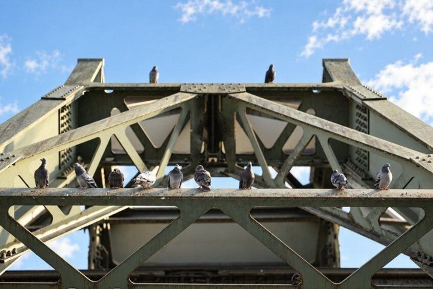 A bridge with multiple birds perched on its structure. 4