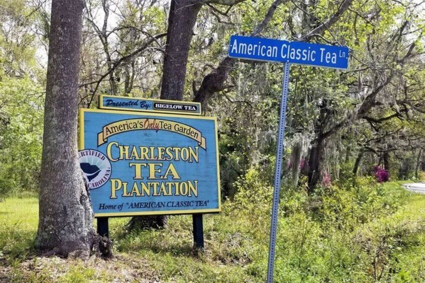 A sign for Charleston Tea Plantation with a blue background and yellow text, surrounded by trees and greenery. 5