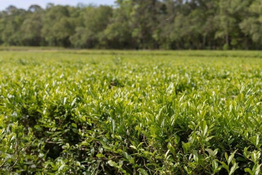A lush green tea plantation with dense foliage and a forested background. 4