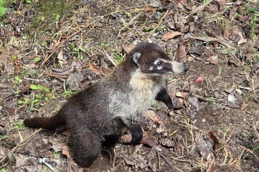 A raccoon on the ground surrounded by dry leaves and twigs. 5