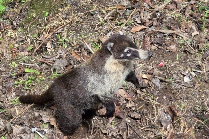 A raccoon on the ground surrounded by dry leaves and twigs. 5