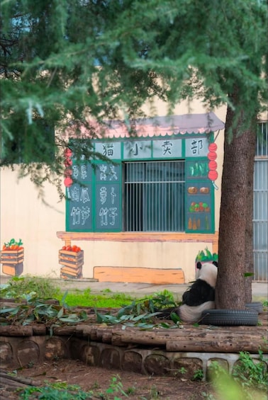 Un panda se repose sous un arbre, devant un bâtiment orné d’une enseigne verte. 4