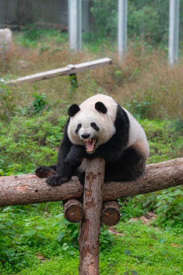 Un panda assis sur une bûche dans une zone boisée. 3