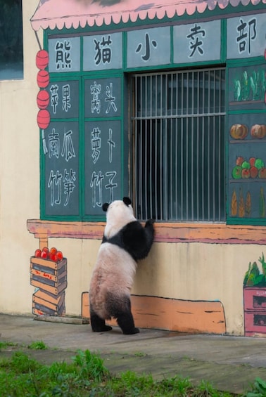 Un panda se tient devant une boutique dont la vitrine expose des fruits et des légumes. 5