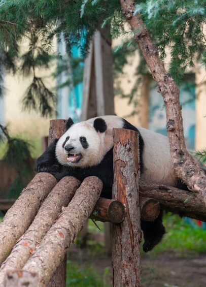 Un panda se reposant sur une structure en bois, au milieu des arbres. 2
