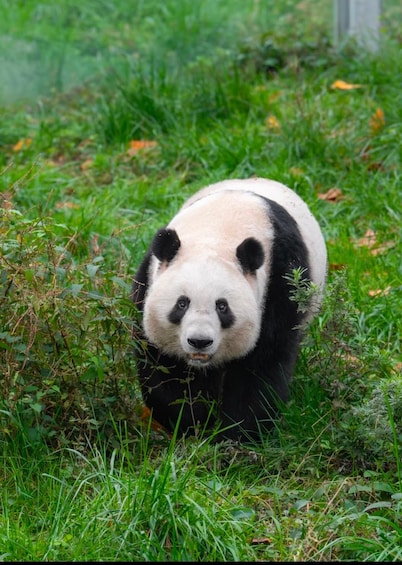 Un panda se promène dans une zone herbeuse où la végétation est dense. 1