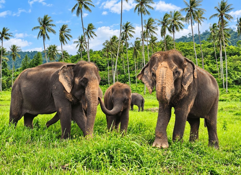 Three elephants in a grassy field with palm trees in the background. 2