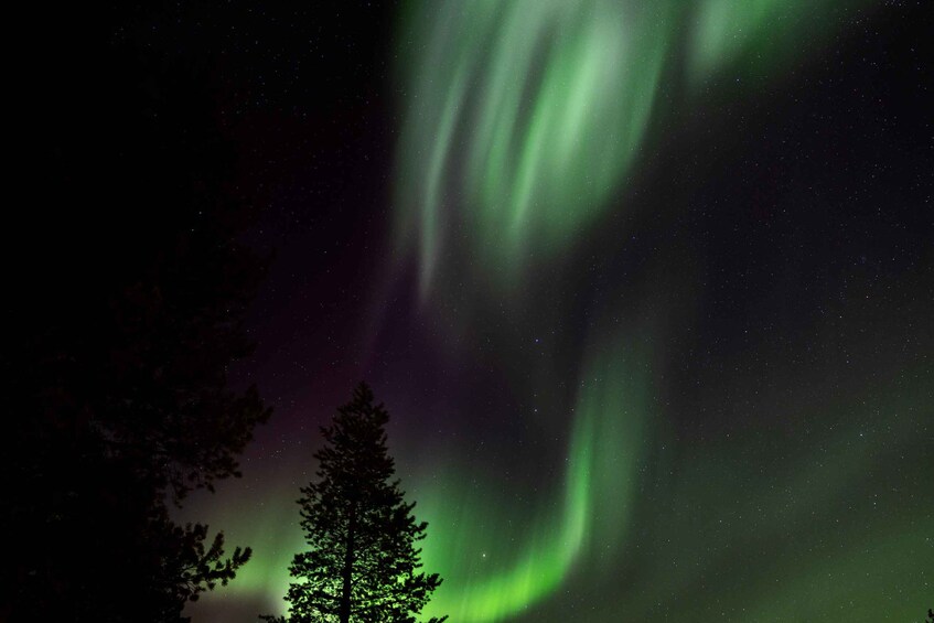 The Northern Lights over a forest. 2