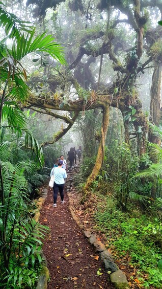 A forest trail with people walking, surrounded by dense foliage and trees. 2