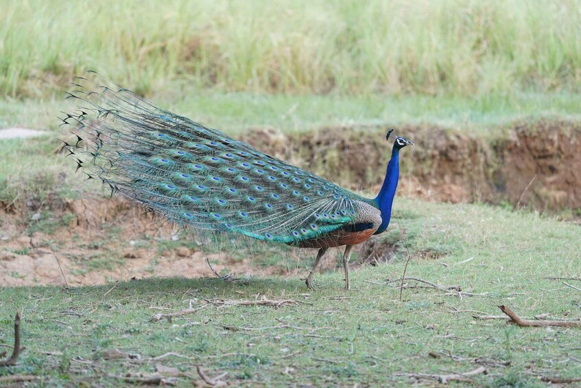 A peacock with a long tail displaying eye-like patterns, standing on a grassy field with sparse vegetation and a dirt path in the background. 3