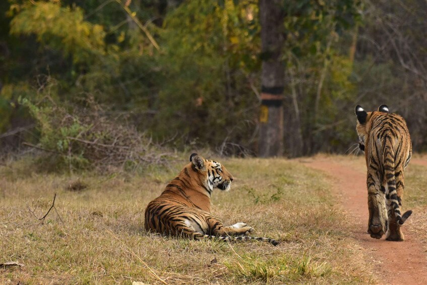 A tiger lying down in a grassy area with trees in the background. 4