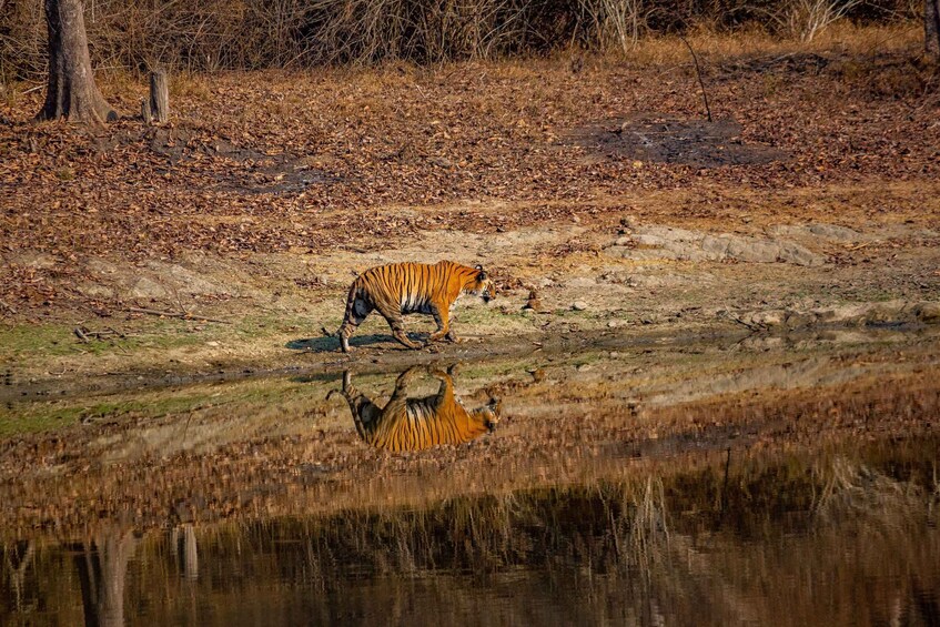 A tiger walking near a water body with reflections. 2