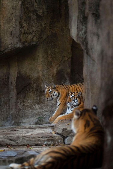 Two tigers resting on a rocky surface with a large rock formation in the background. 5