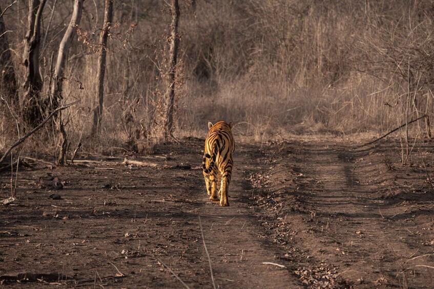 A tiger walking on a dirt path surrounded by dry trees and bushes. 1