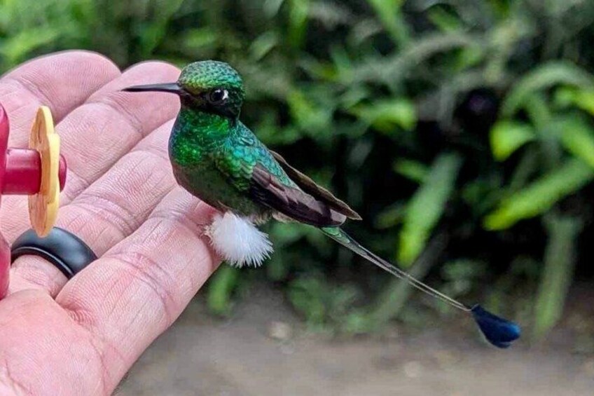A hummingbird perched on a human hand, a red feeder, and green foliage in the background. 4