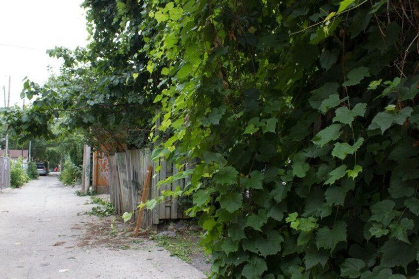A narrow alley with dense foliage and a wooden fence. 2