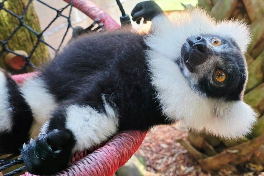 A lemur lying on a red chair. 3