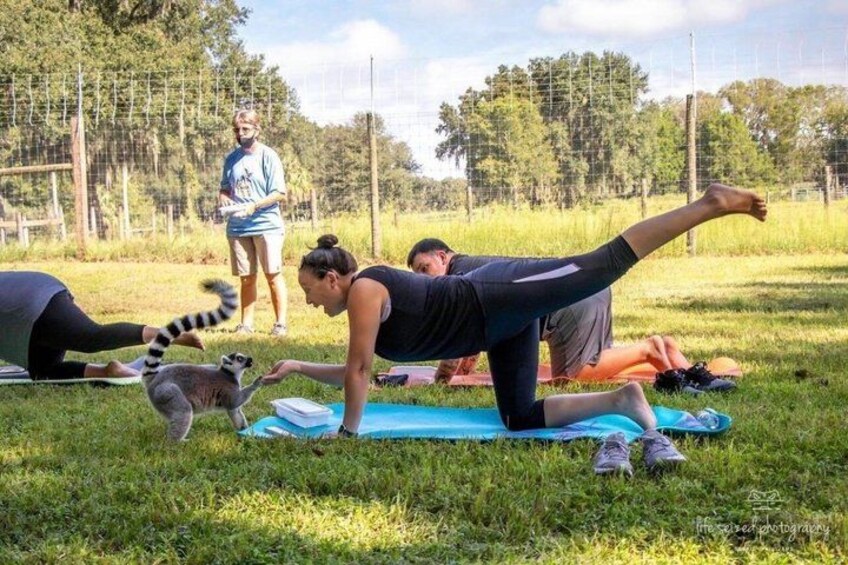 People exercising outdoors on a grassy field with a lemur nearby. 2