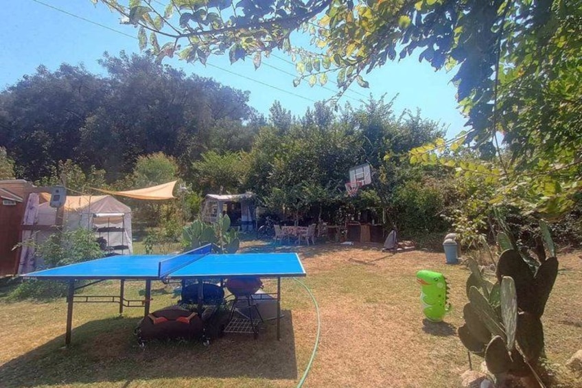 A backyard with a blue ping pong table, a basketball hoop, and various cacti. 5