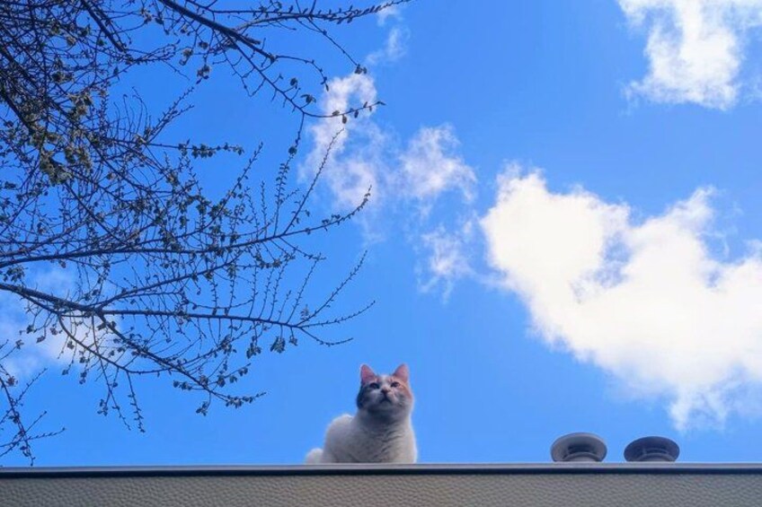 A cat on a roof with a clear blue sky and some clouds. 4