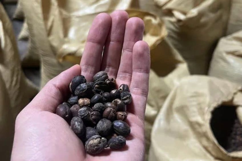 A hand holding coffee beans. 1