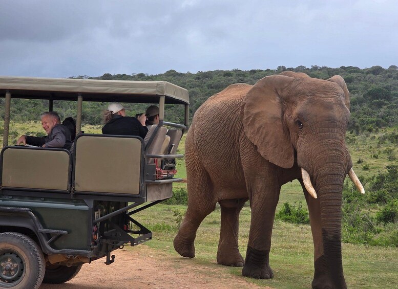 Addo Elephant Park Half-Day Safari (Open 4X4 Vehicle) 1