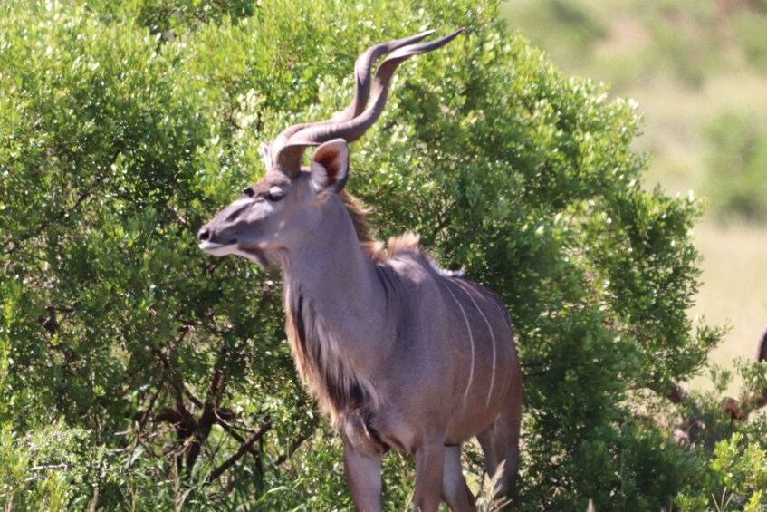 Picture 9 for Activity Addo Elephant Park Half-Day Safari (Open 4X4 Vehicle) 2