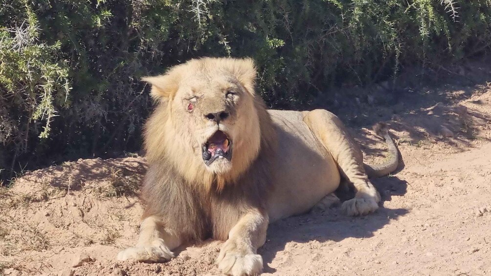 Picture 20 for Activity Addo Elephant Park Half-Day Safari (Open 4X4 Vehicle) 4