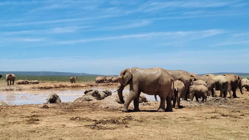 Picture 2 for Activity Addo Elephant Park Half-Day Safari (Open 4X4 Vehicle) 4