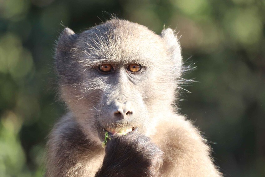 Picture 15 for Activity Addo Elephant Park Half-Day Safari (Open 4X4 Vehicle) 5