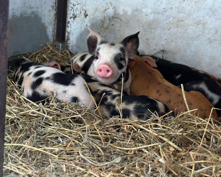 A piglet lying on straw with a concrete wall in the background. 5