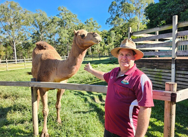 A person in a red shirt and hat standing next to a camel in a fenced area with trees in the background. 2
