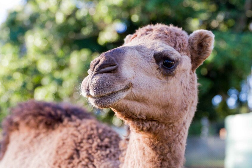 A close-up of a llama's face with a blurred green background. 4