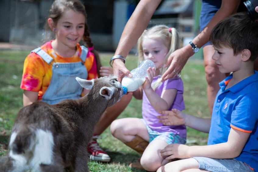 Children interacting with a goat in an outdoor setting. 1