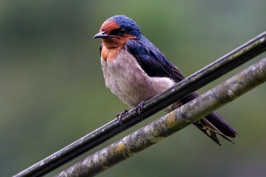 A bird perched on a wire. 4