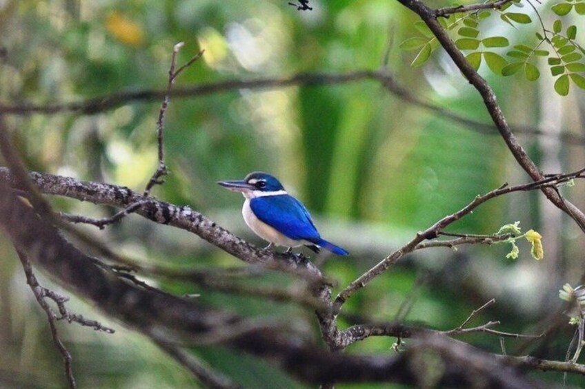 A bird perched on a branch in a forest. 3