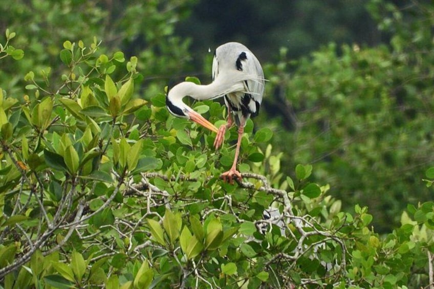 A bird with a white head and black markings, perched on green foliage. 2