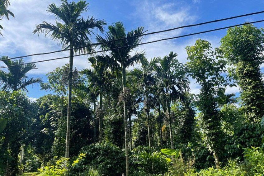 Tall palm trees, dense foliage, and a clear blue sky. 2