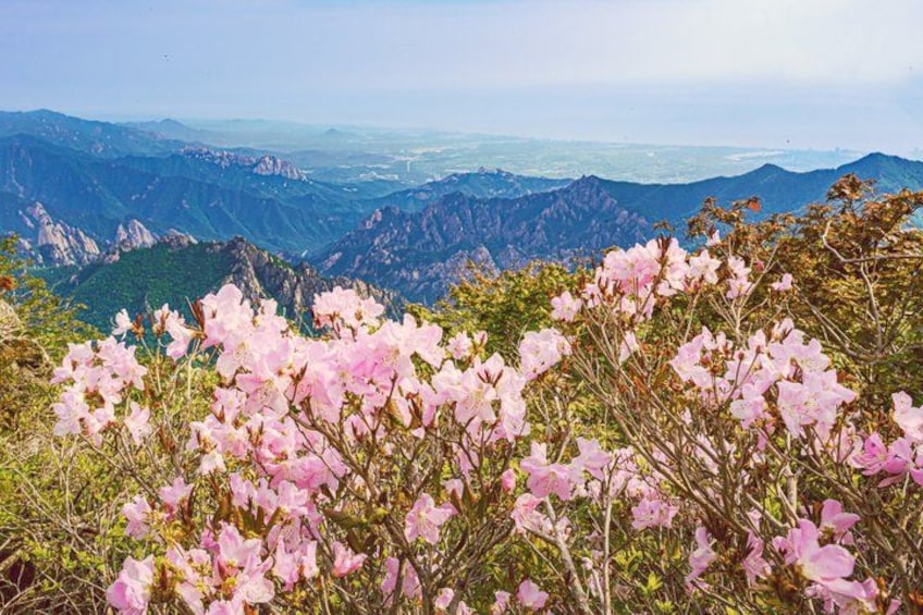 Pink flowers, mountains, and a valley. 3