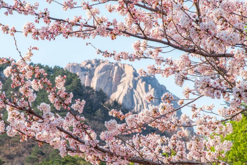 Cherry blossoms in full bloom with a mountain range in the background. 2